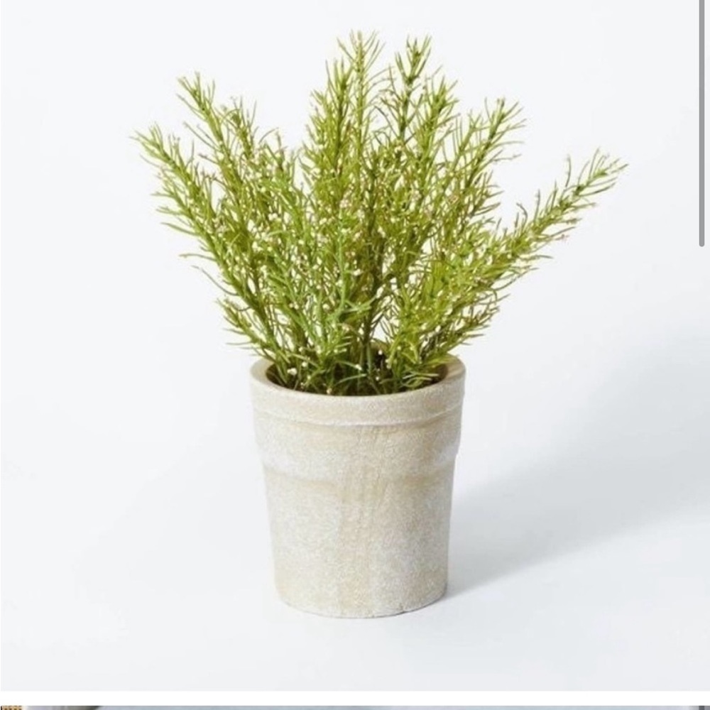 Studio mcgee rosemary plant NWT